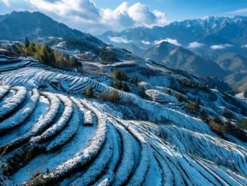 程湾镇石头庄村桃花崖:春茶采摘与茶叶交易的现场纪实