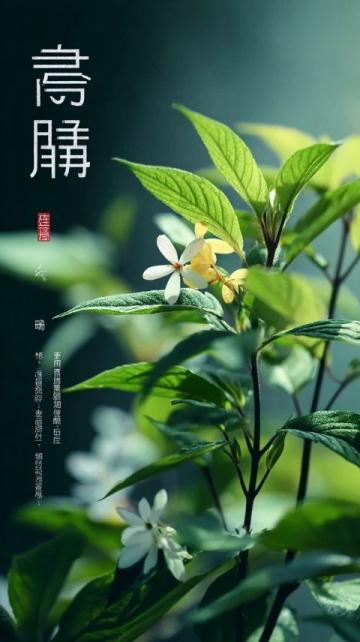 分享毕淑敏经典人生语录