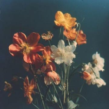 花之感悟:时光里的诗篇(500字)