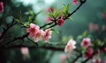 早春赏梅记:探寻照母山森林公园的梅花之美