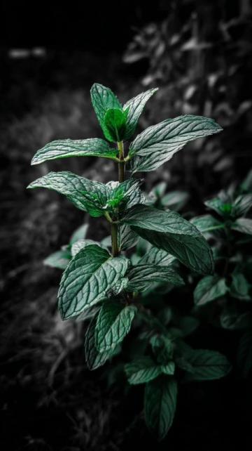 我的薄荷日记:我在为植物生存能力战胜自我