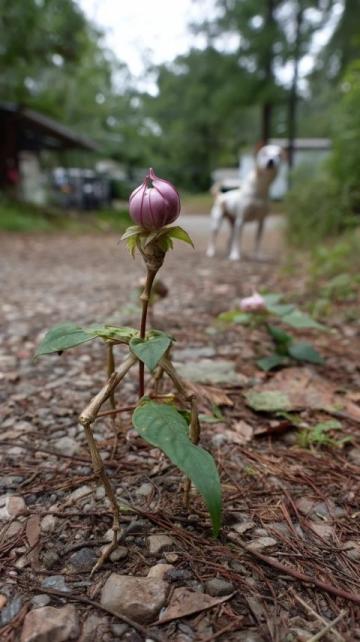闲逛采风迷路偶得木棉花
