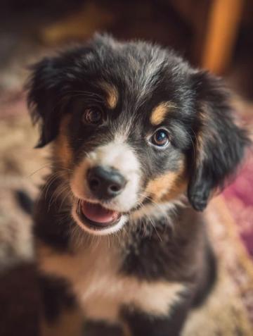 深度解析:PETS一级笔试试句巧妙转换技巧