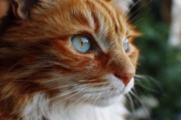我家萌宠猫咪——露露的故事