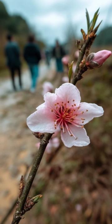 闲逛采风迷路偶得木棉花