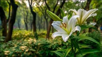 闲逛采风迷路偶得木棉花