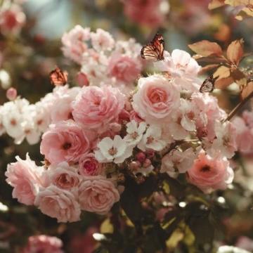 月季花：四季绽放的美丽与坚韧