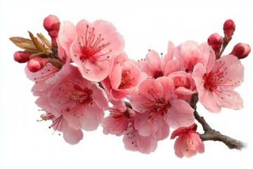 七律·桃花依旧笑春风(桃花依旧笑春风经典语句)