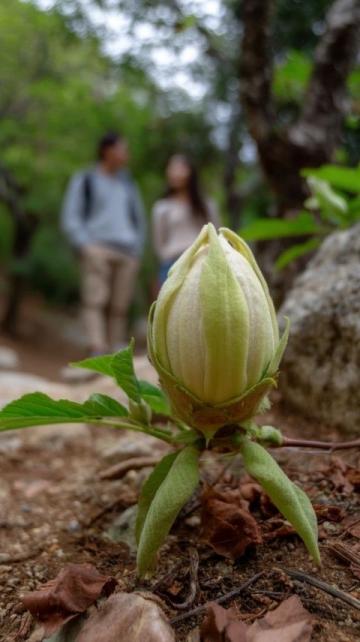 闲逛采风迷路偶得木棉花