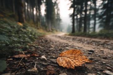 重拾生活乐趣：在季节更迭中发现新生与美好