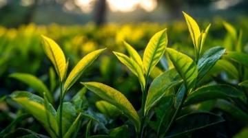 关于茶叶生意的常见问题和疑惑