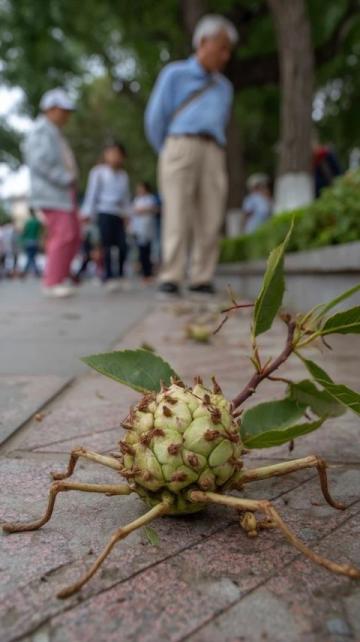 闲逛采风迷路偶得木棉花