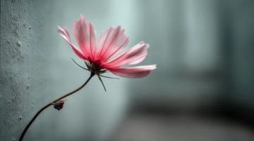 从花朵之美到生命哲思:感悟生活中的每一朵花开与凋零