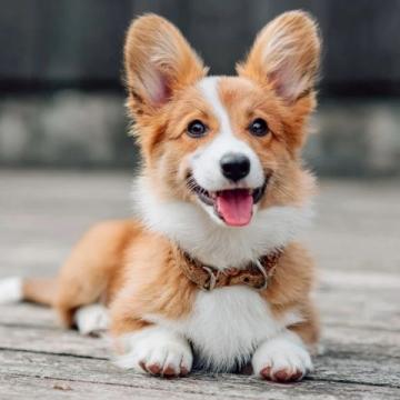 深度解析：PETS一级笔试试句巧妙转换技巧