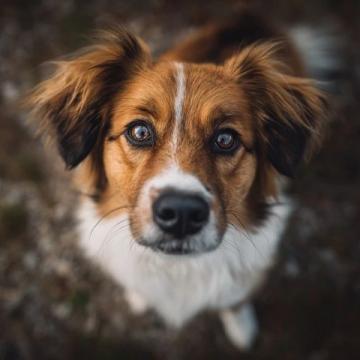深度解析：PETS一级笔试试句巧妙转换技巧