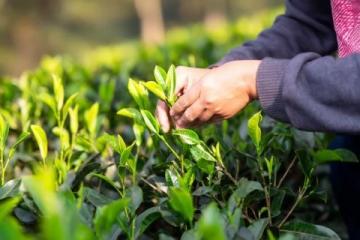 关于茶叶生意的常见问题和疑惑