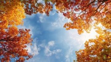 落叶归途经典语录,温暖大地母亲的怀抱。