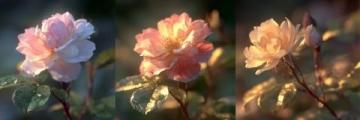 月季花：四季绽放的美丽与坚韧