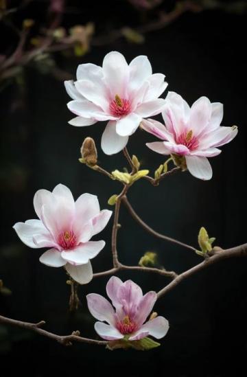 木兰花的花语为生命崇高(木兰花花语的经典语录)