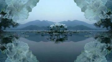荷花映水景:250字赏荷随笔精选