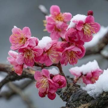 30句唯美冬天诗词：雪映梅香寒意浓