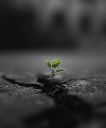 DeepSeek：激励成长的经典语录集锦