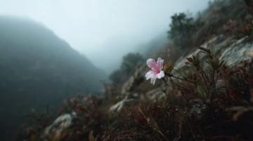 探秘狮山公园：春日赏花游记500字作文