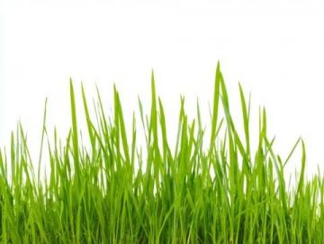 草稿箱: 最后也能保存下的小草了