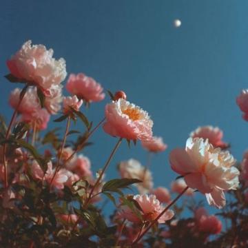  那些关于花朵与美好的经典语录 