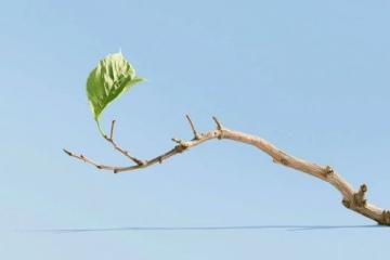 勇敢抉择：一次心灵的成长之旅