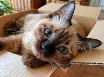 十岁生日礼物:我与小猫闪电的温馨故事