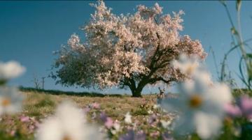 春之序曲:三年时光里的季节诗篇