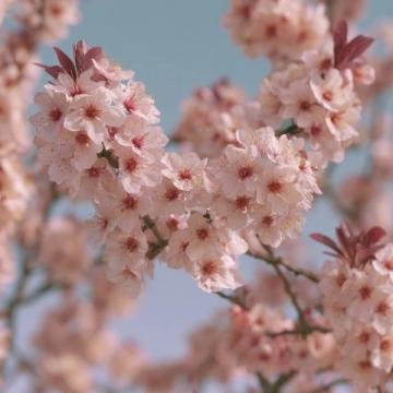 春之序曲:三年时光里的季节诗篇