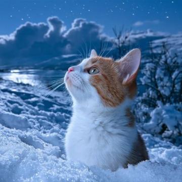 雪花纷飞:精彩学生作文中的冬日奇观