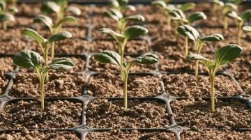 农当家种植语录:超量挂果等同于杀鸡取卵的果园管理误区